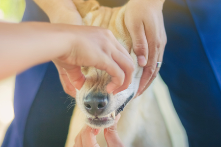 Teenage girl in a pink shirt is massaging her brown dog.の写真素材
