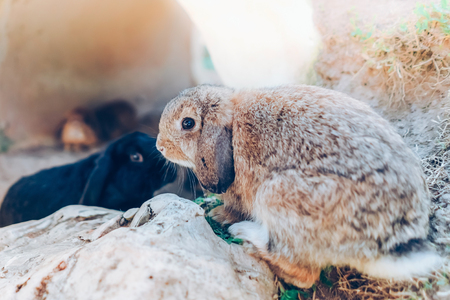 The cute rabbits are resting in garden.の写真素材