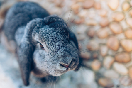 The cute rabbit is resting in garden.の写真素材