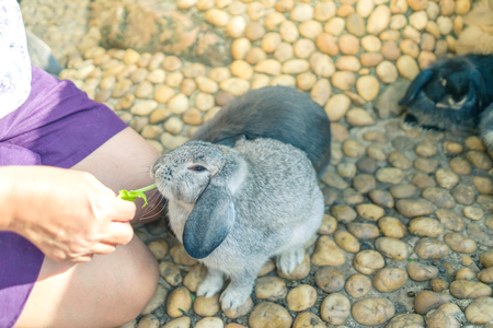 Women feeding food rabbit with a small vegetableの写真素材