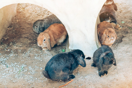 The cute rabbits are resting in garden.の写真素材
