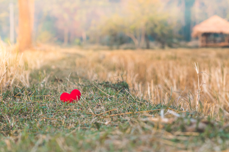 Little red heart pillow falls in the rice field after harvest.の写真素材