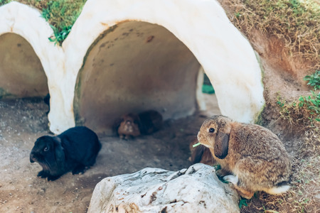 The cute rabbits are resting in garden.の写真素材