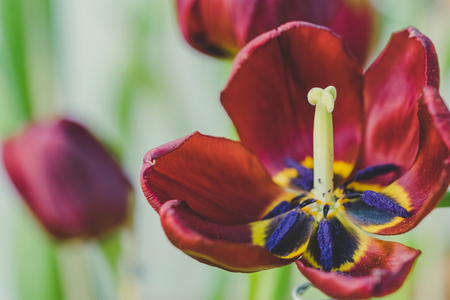 Group of colorful tulip in the flower garden.の写真素材