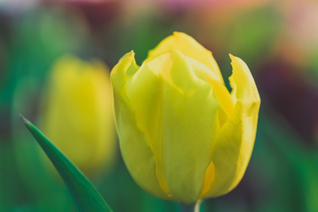 Group of colorful tulip in the flower garden.の写真素材