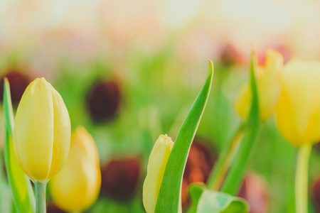 Group of colorful tulip in the flower garden.の写真素材