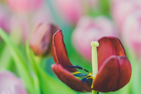 Group of colorful tulip in the flower garden.の写真素材