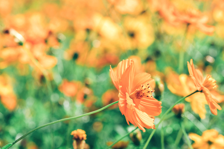 A Cluster of Cosmic Yellow Cosmos Flower in the Gardenの写真素材