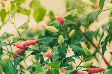 Fresh chilli peppers plant in organic gardenの写真素材