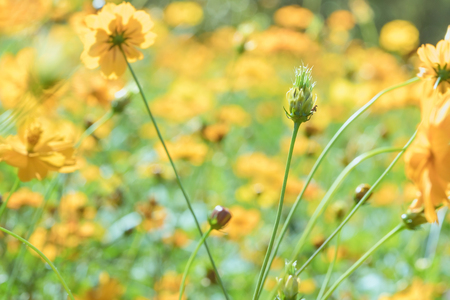 A Cluster of Cosmic Yellow Cosmos Flower in the Garden