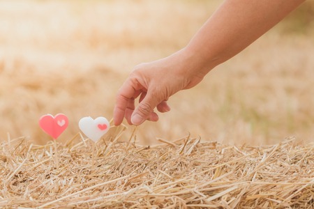 Female hand and two little heart candles on rice straw in paddy field.の写真素材