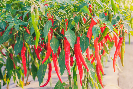 Fresh chilli peppers plant in organic gardenの写真素材