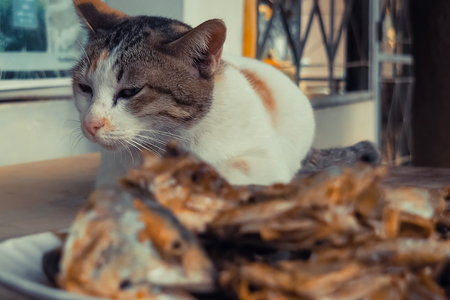 Sleeping cat watch deep Fried Fish Head.の写真素材