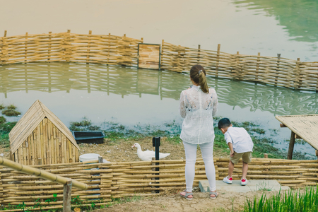 Back view of Mom and son are resting and taking care of their ducks in the eveningの写真素材