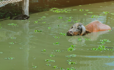 Albino Buffalo and black swan swimming in the swamp at Thai Buffalo Conservation Village in Suphan Buri, Thailandの写真素材