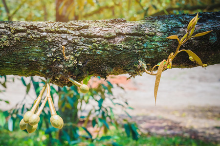 Flowering and growing of durian flowers on trees in April at Chanthaburi, Thailandの写真素材