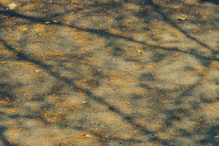 The shadow of the tree branches that à¸·no leaves in the summer of Thailand on the road floor at...