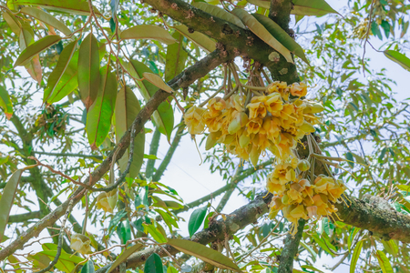 Flowering and growing of durian flowers on trees in April at Chanthaburi, Thailandの写真素材