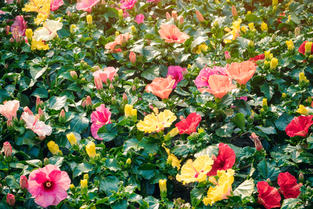 Beautiful of colorful hibiscus flowers in public garden at Ho Chi Minh City, Vietnam.の写真素材