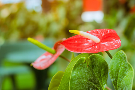 Close up of anthurium red Flamingo flowers or Boy flowers Pigtail Anthurium in botanic garden...