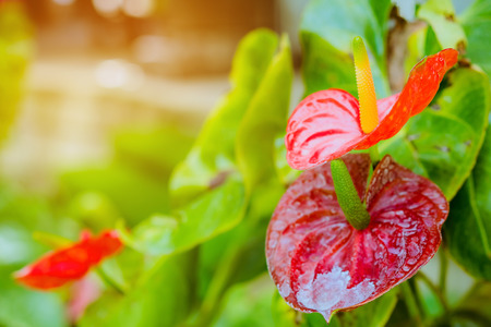 Close up of anthurium red Flamingo flowers or Boy flowers Pigtail Anthurium in botanic garden...