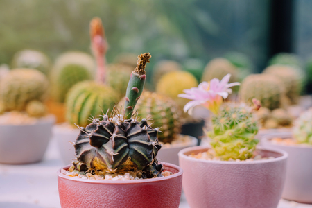 Variety of Small cactus and succulent plants in various pots to decorate in coffee shopsの写真素材