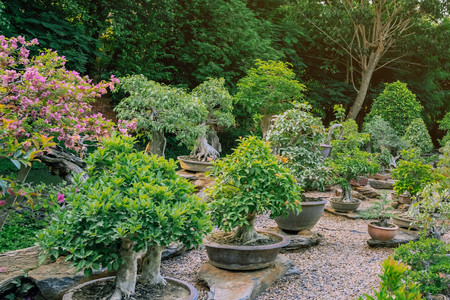 Variety of Bonsai trees were planted in pots and was many sorted for decoration in public garden.の写真素材
