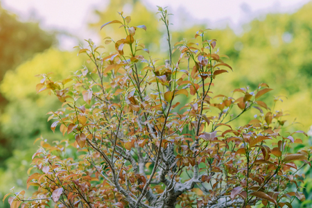 Variety of Bonsai trees were planted in pots and was many sorted for decoration in public garden.の写真素材
