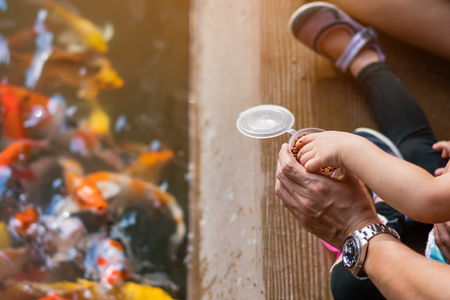 Happiness family is helping each other to feed many fancy Koi carp in pond of japanese garden. Animal care concept.の写真素材