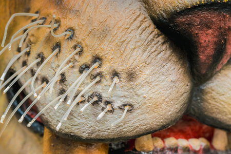 Close up to Colorful and patterns of  dinosaur model surfaces created with cementの写真素材