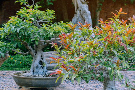 Variety of Bonsai trees were planted in pots and was many sorted for decoration in public garden.の写真素材