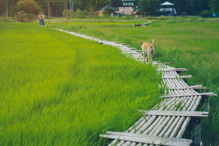 A brown dog on wooden bamboo bridge walkway spanning to the rice field in evening.の写真素材