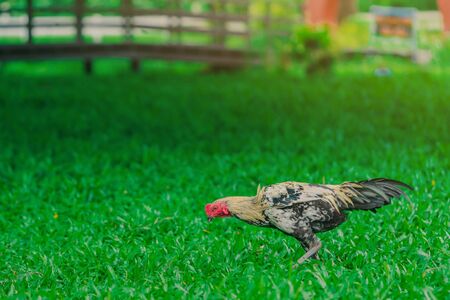 Rooster and hen relax and finding food in green field.の写真素材