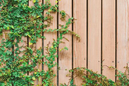 Beautiful Green ivy leaves climbing on  wooden wall. wood planks covered by green leaves. Natural background texture.の写真素材