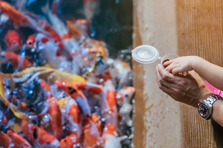 Happiness family is helping each other to feed many fancy Koi carp in pond of japanese garden. Animal care concept.の写真素材
