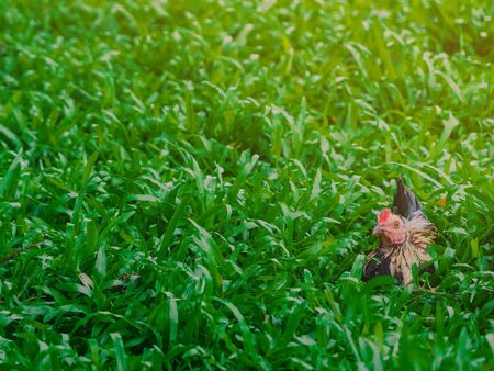 Rooster and hen relax and finding food in green field.の写真素材