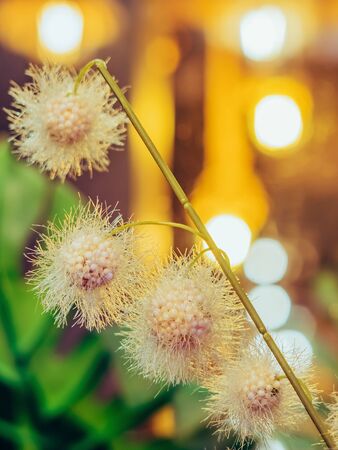 Beautiful Artificial plastic flowers decorated in coffee shops with bokehの写真素材