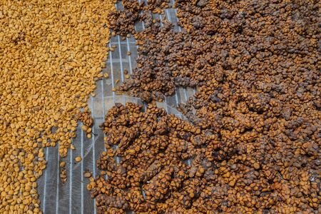 Luwak coffee, unclean coffee beans,  Kopi luwak is coffee that includes part-digested coffee cherries eaten and defecated by the Asian palm civet at coffee drying yard in Dalat, Vietnam.の写真素材