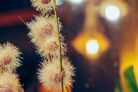 Beautiful Artificial plastic flowers decorated in coffee shops with bokehの写真素材