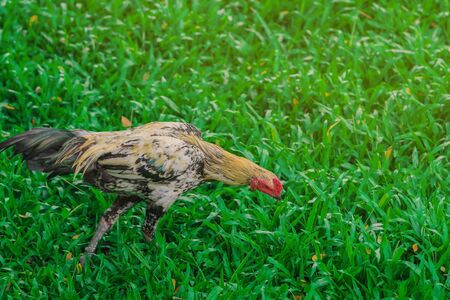 Rooster and hen relax and finding food in green field.の写真素材