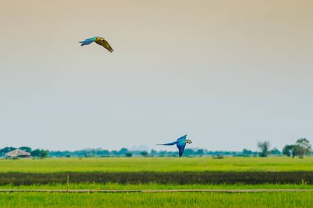 Colorful of the macaw parrot practice flying in the fields.の写真素材