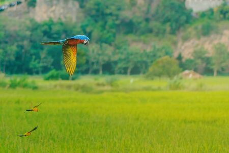 Colorful of the macaw parrot practice flying in the fields.の写真素材