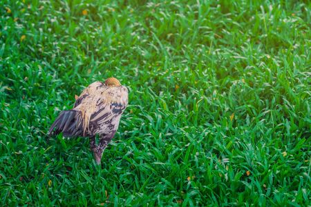 Rooster and hen relax and finding food in green field.の写真素材