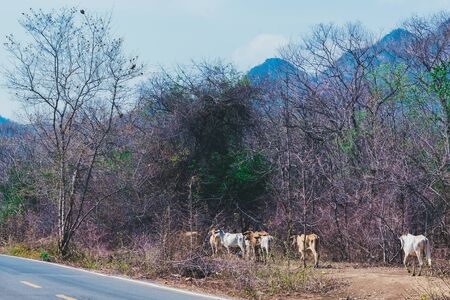 Herd of cows walk for food on the side of the road in the midst of dry trees on April of Thailand.の写真素材