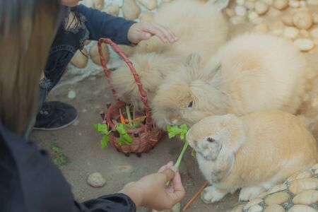 Kid feeding and petting rabbits  outside during spring time in garden.の写真素材