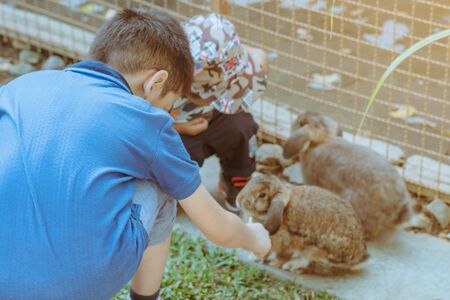 Kid feeding and petting rabbits  outside during spring time in garden.の写真素材