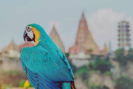 Blue and yellow macaw parrot wait to fly on the hand with Wat Tham Sua in the background
