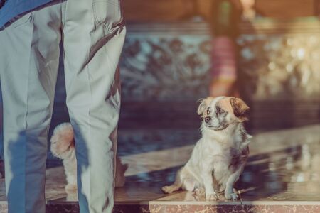 Little cute dogs wait to welcome guests in front of the hotel in the morning.の写真素材