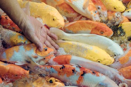 Woman feeding food to fancy carp fish by hand in the japanese pond.