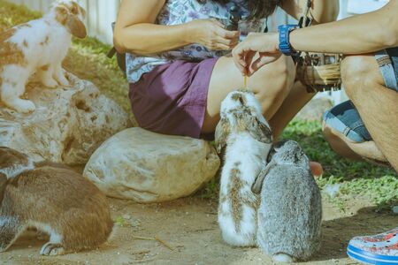 Mom and son feeding and petting rabbits  outside during spring time in garden.の写真素材
